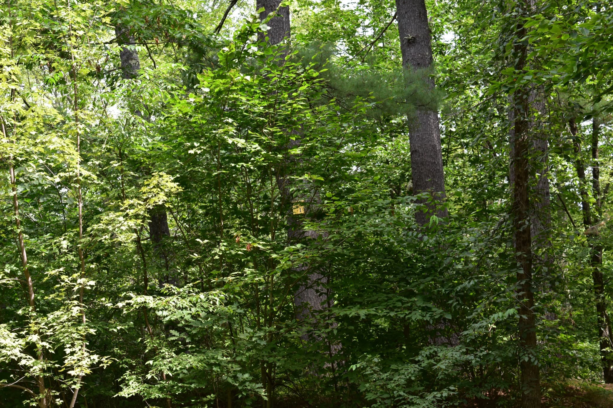 Campsite 1 at Canal Bridge