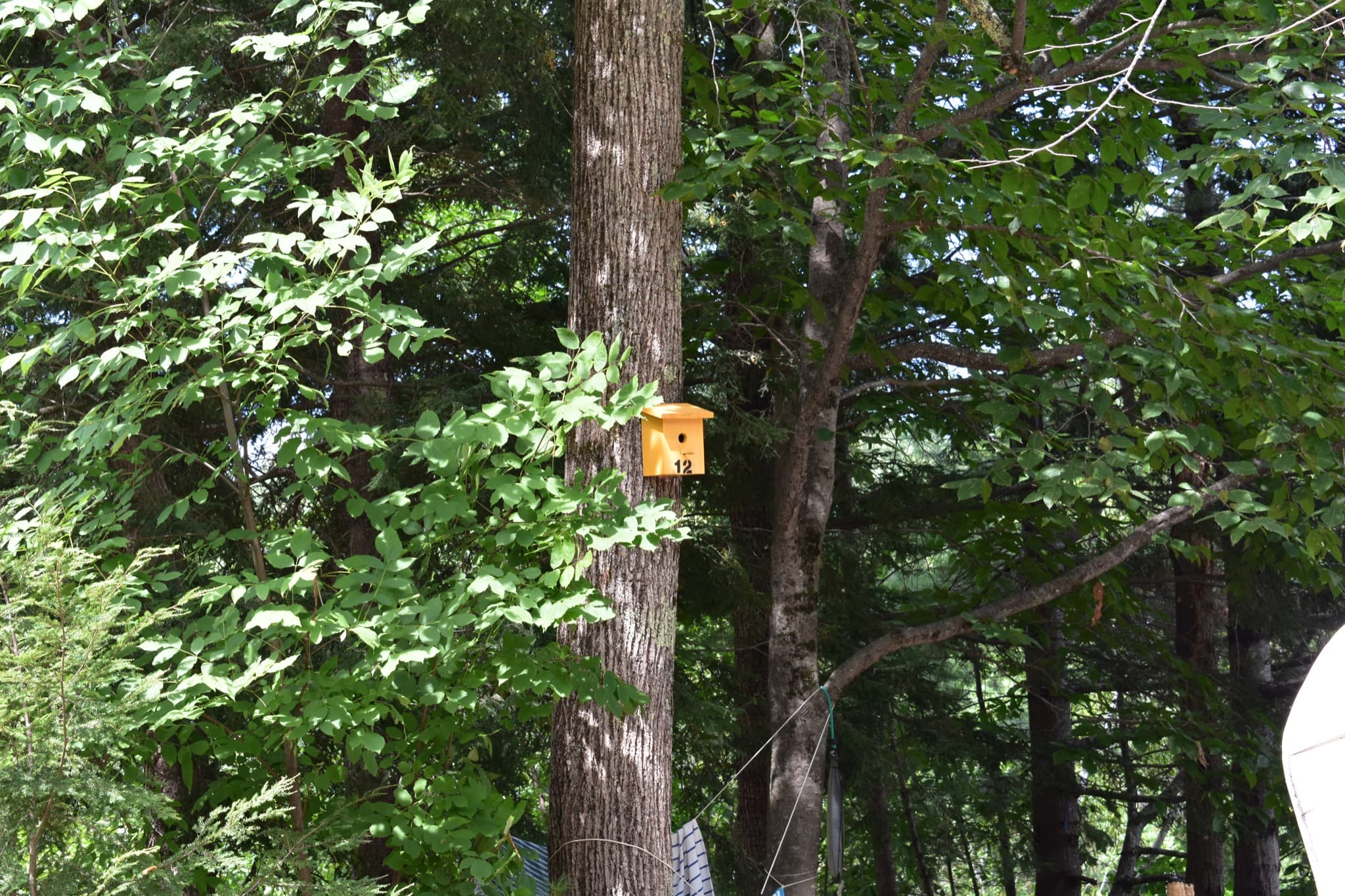 Campsite 12 at Canal Bridge