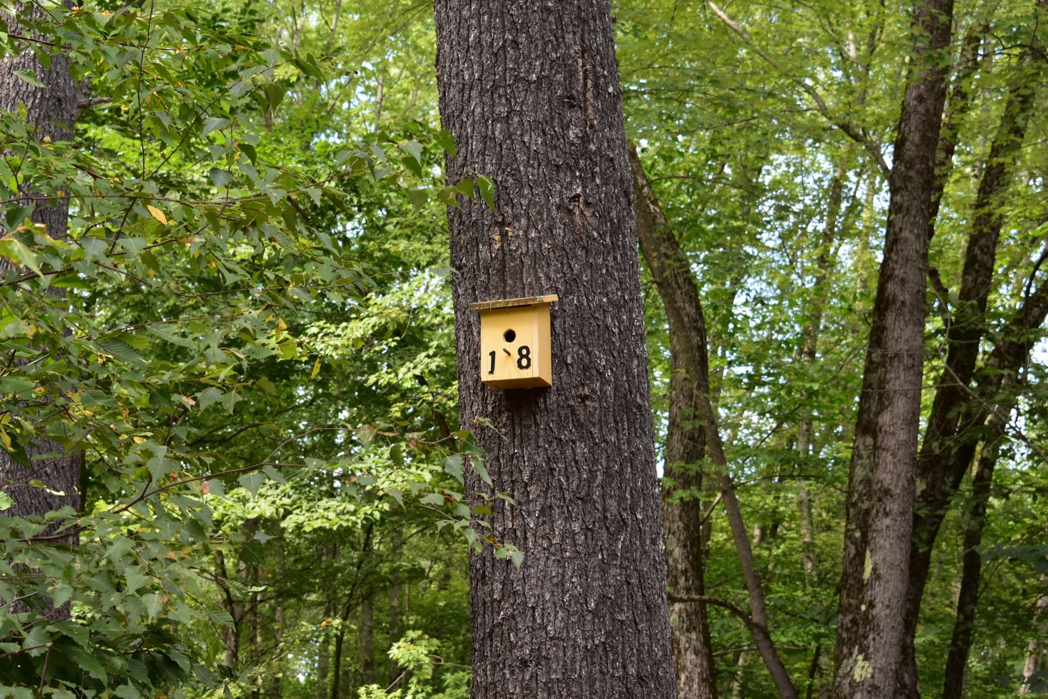 Campsite 18 at Canal Bridge