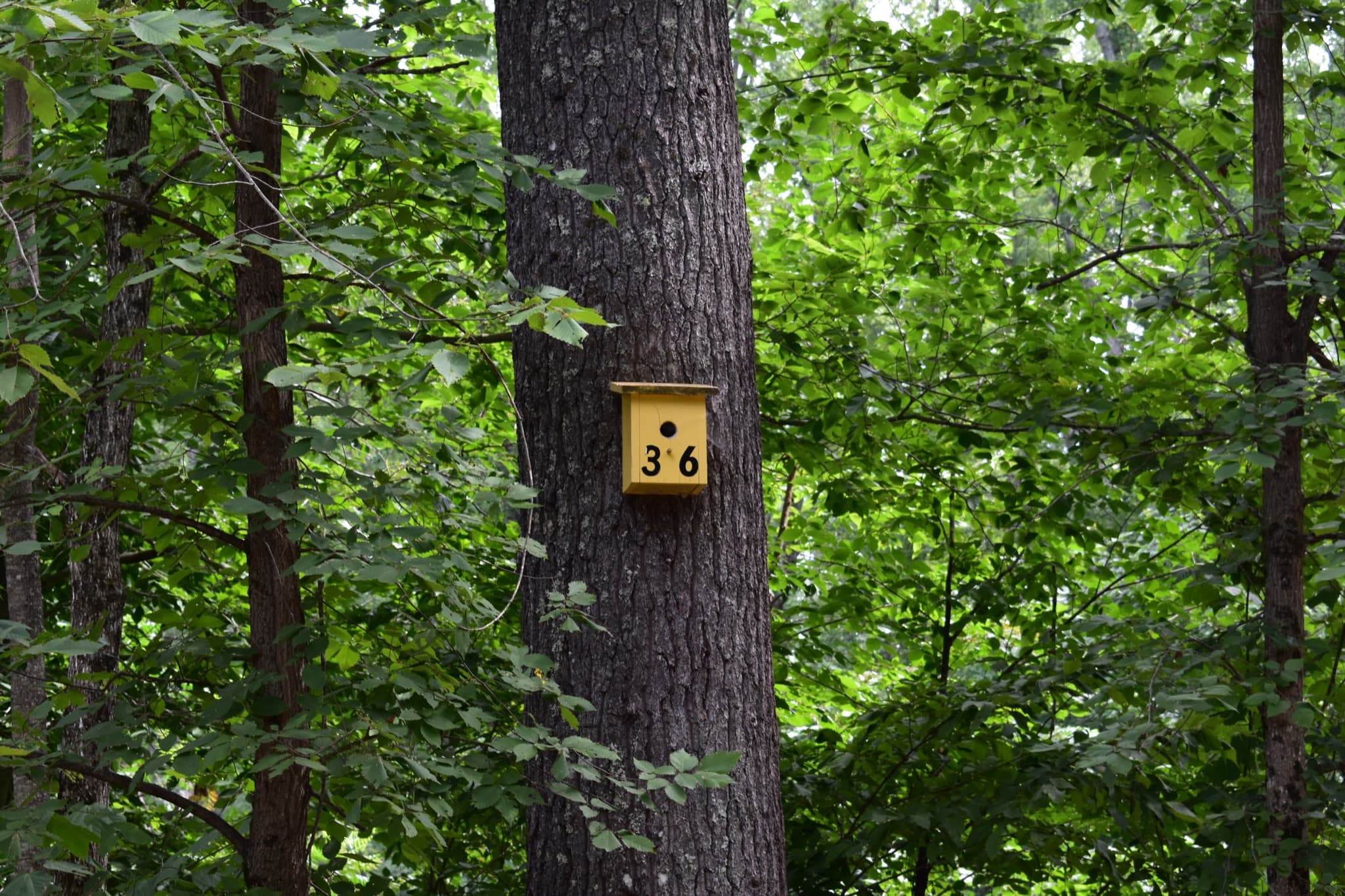 Campsite 36 at Canal Bridge