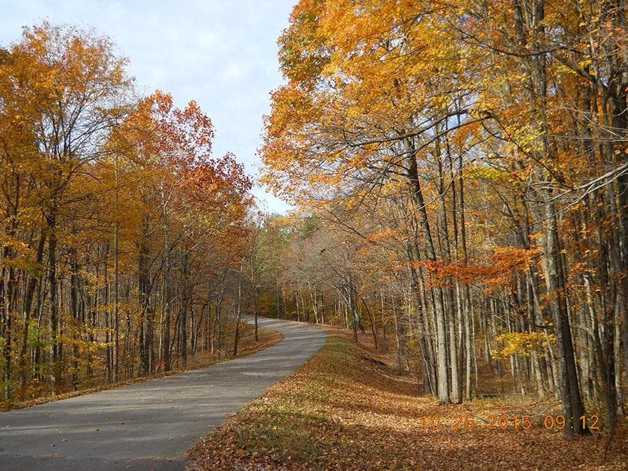 Fall foliage along a road in Hoosier National Forest