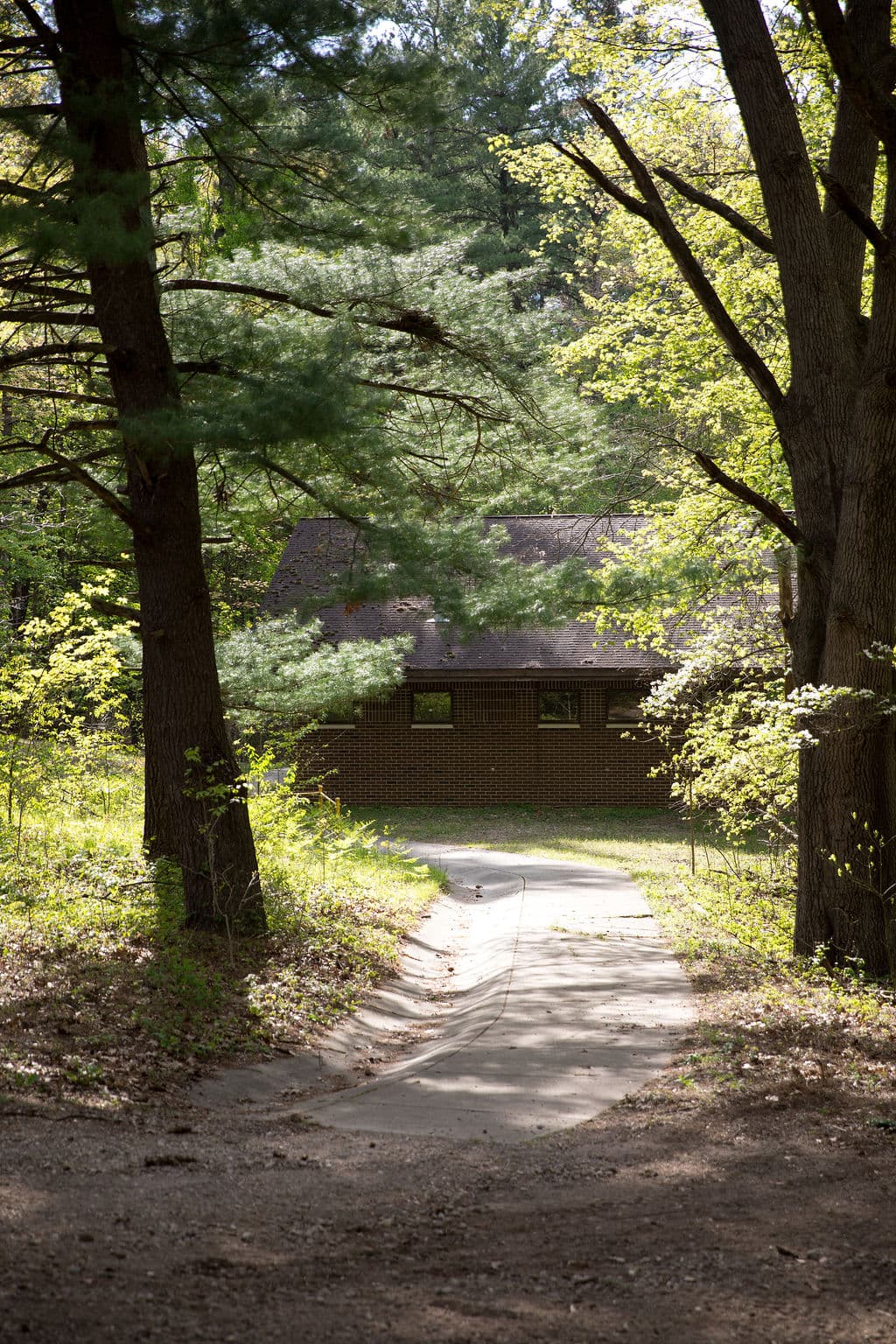 Path through the pines leading to a cabin