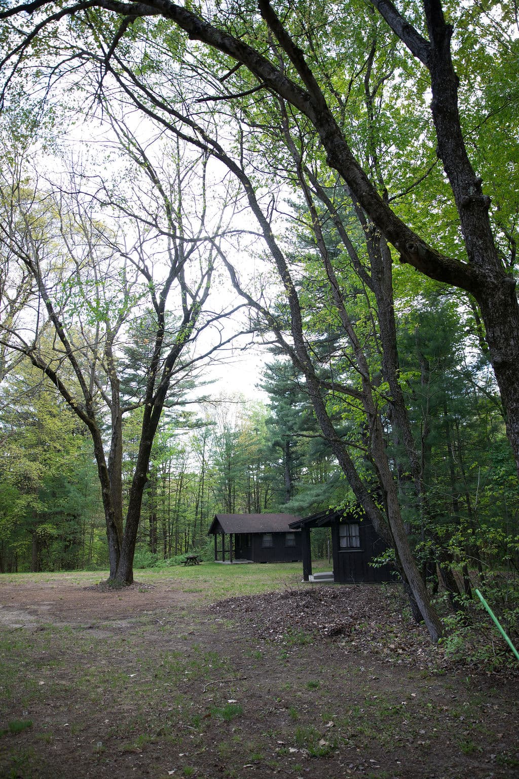 Cabin in a clearing among tall pines